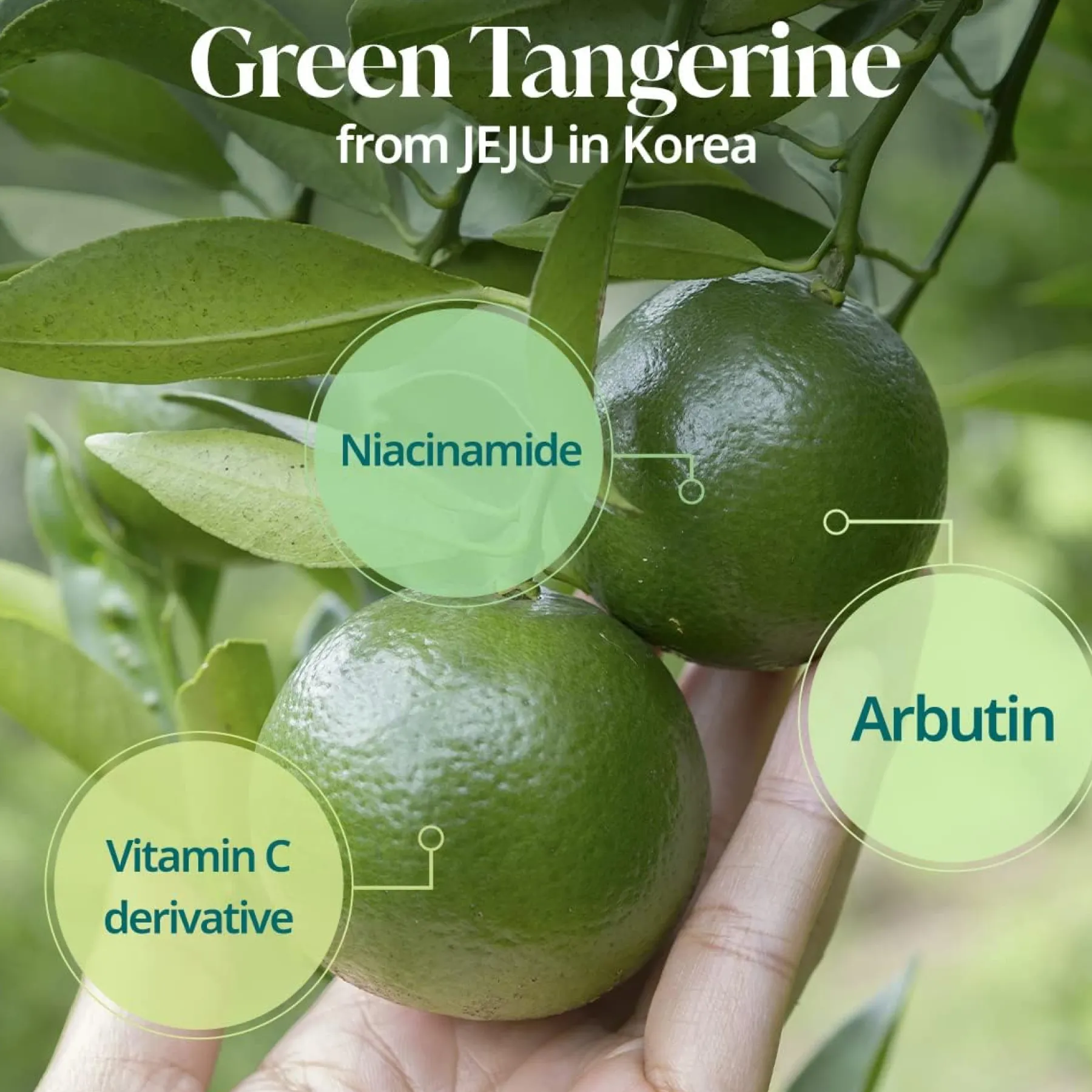 Best Green Tangerine Vita C Toner Alle Korean Skincare|Toners