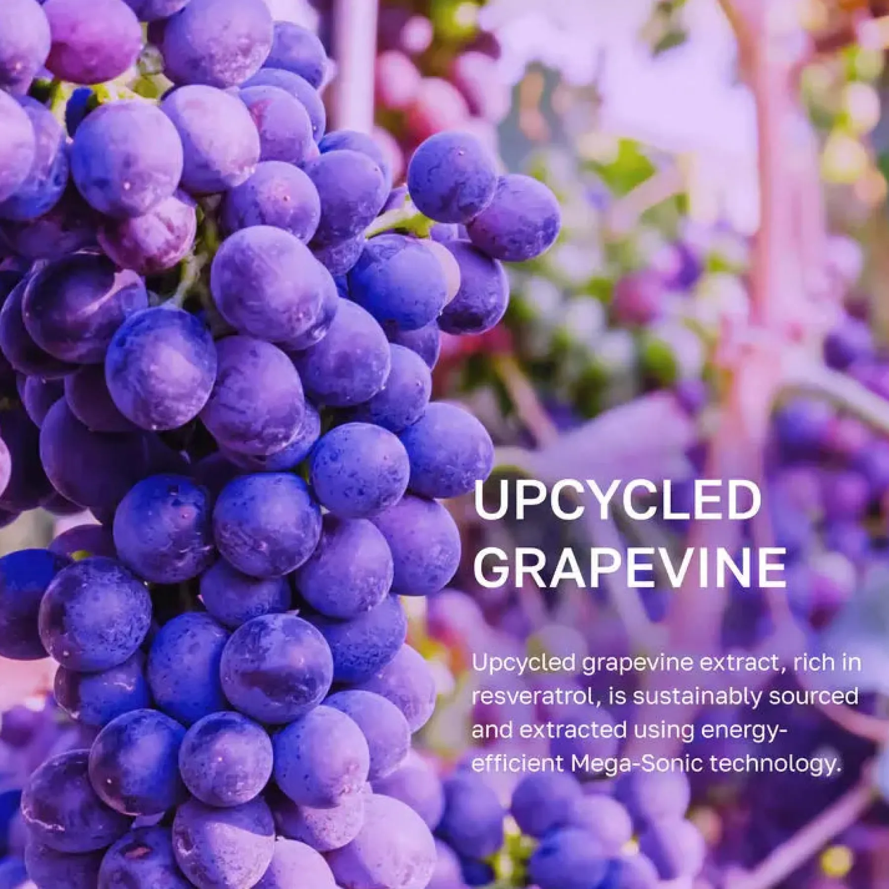 Sale Vinoberry Bakuchi-Oil Firming Ampoule Hauptzutat|Ampoules